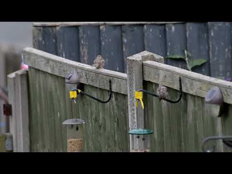 20-08 Test: Nikon D4 with AF-D Nikkor 80-400mm VR (Bird Watching)