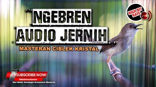 Download lagu 🔴 Masteran Ciblek Kristal Ngebren Audio Jernih Full mp3