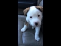 Buck Has The Hiccups Dog Hiccups Do Dogs Have Hiccups Hiccups