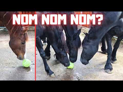Do The Horses Love Watermelon? I’m Super Happy! Just Like Teije Rein | Friesian Horses