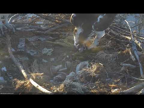 2018 05 25 The chicks tumble together | Boulder County Osprey Cam