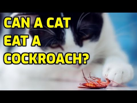 YouTube video about: Can cats keep roaches away?