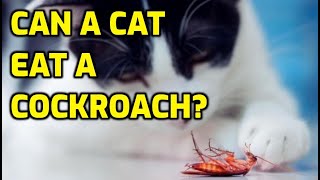 Is It Safe For Cats To Eat Cockroaches?