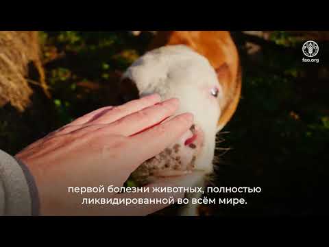 GPP-TAD: новая модель инвестирования в глобальное здоровье животных