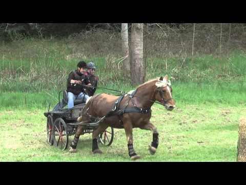 Concours d'attelage de Lapalisse - Marathon 19-04-2015