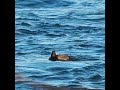 Redhead Duck Swimming In A Lake - #shorts