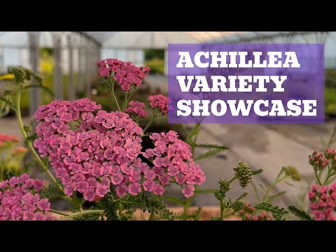 Astounding Achillea | Variety Showcase of Colourful Yarrow