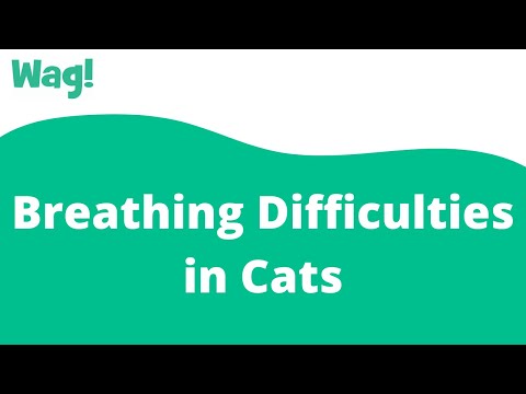 Breathing Difficulties in Cats | Wag!