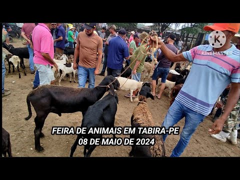 FEIRA DE ANIMAIS EM TABIRA-PE DIA 08/05/2024