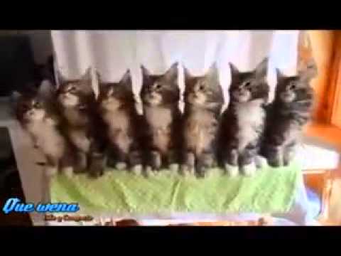 los gatos que bailan♥♥