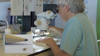 Kaum größer als eine Bleistiftspitze: Seltene Spinne erstmals gefilmt