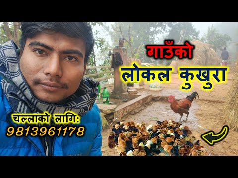 कुखुरा पालनमा लगानी गरेर, आम्दानी गर्दै गरेको धादिङको किसानकोमा II भ्रमण @abiramagrotech