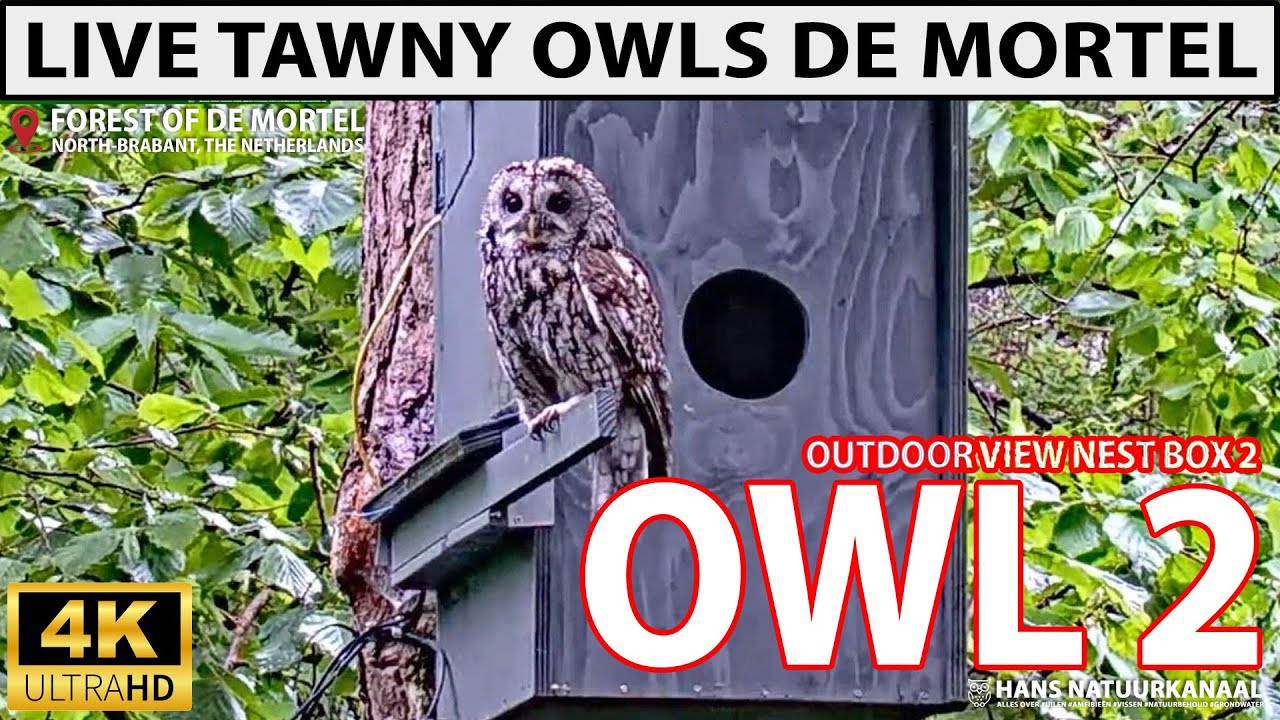 Live webcam view of Tawny Owl Outdoor Nest Box
