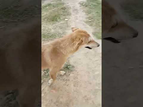 kya aap bta sakte hai