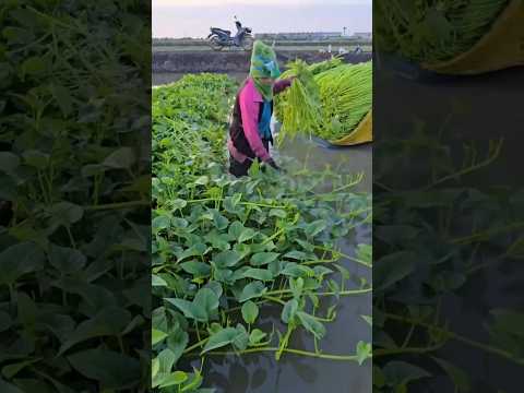 ปลูกผักบุ้ง แปลกแต่จริง #เบิ่งแล้วม่วน #delicious #trending#trendingshorts #shorts #food #cooking