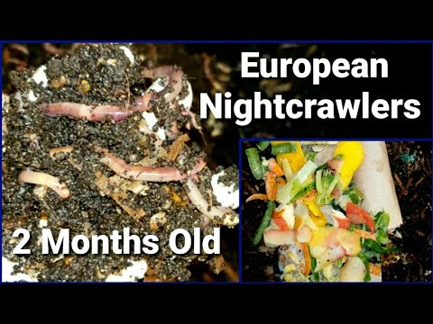 2 Month Old European Nightcrawler Worm Bin | Feeding ENCs After 9 Days | Baby Euros Crazy For Mango
