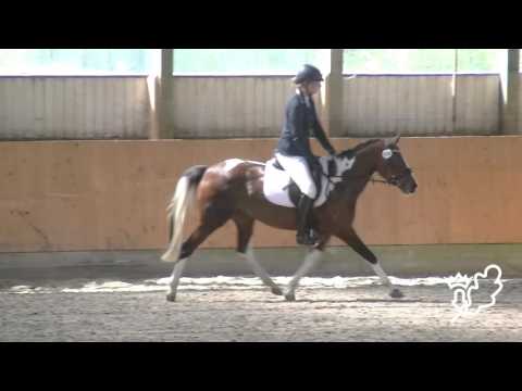 144 Pinto Stute Kiki Dee Hoejgard von GP Montego Hoejgard - Katino Hoejgard - Soul Charfilo