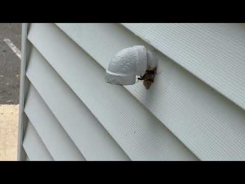 Yellow Jackets Nest Around Pipe in Ocean...