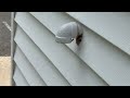 Yellow Jackets Nest Around Pipe in Ocean Gate, NJ