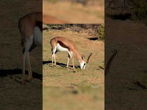 Epic escape!🐆💨 A gazelle outsmarts a cheetah in a high-speed chase