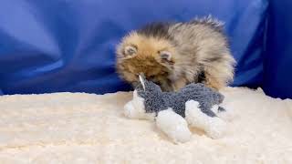 ポメラニアンの動画01