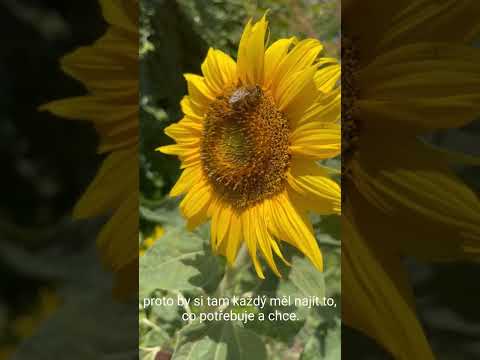 Dobrovolnické Centrum - Cultivating Community and Nature | Active Collective