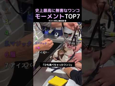史上最高に無害なワンコモーメントTOP7
