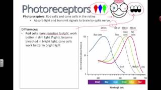 Photoreceptors (IB Biology)