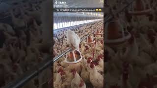 Download lagu Video Ayam Lucu - Cobalah untuk Tidak Tertawa - Video Pendek Ayam Lucu mp3