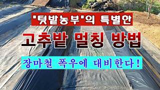 [텃밭농부 2,207]   텃밭농부가 개발 한 특별한 고추밭 멀칭 방법! #고추재배