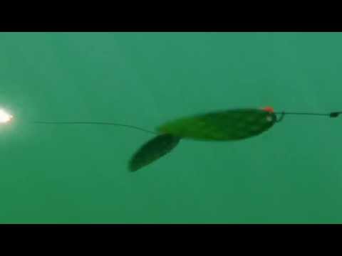 Underwater View of Flashers