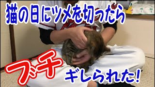 【猫の日】#03 ネコの日にツメを切ったらブチギレられた！