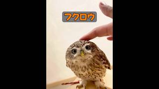 フクロウは飼い慣らすことができるのか？ #自然 #動物プロダクション #animals #動物 #癒し