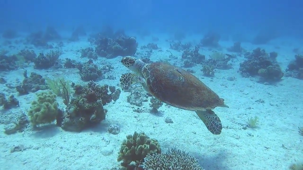 Turtle