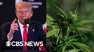 Trump considering marijuana reclassification