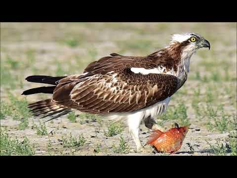 Osprey hovering and call sounds