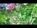 Love Song Siriya Paravai Siragai Verikka Thudikkirathe Nanban Raj