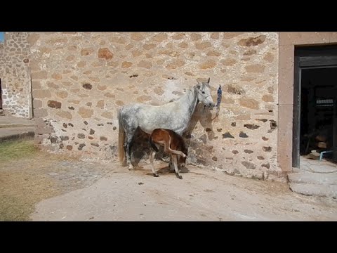 mercedes nasta - petit prince