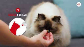 Royal Dar la medicación a tu gato puede ser complicado, ¡hazlo fácil y seguro con Pill Assist! anuncio
