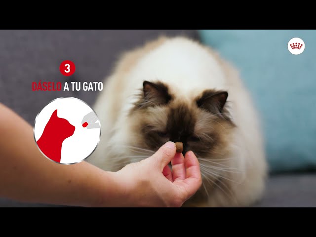 Vídeo relacionado con Royal Canin Veterinary Pill Assist Cat | 45 g | Alimento complementario para Gatos | Croquetas moldeables y sabrosas para facilitar la administración de la medicación.