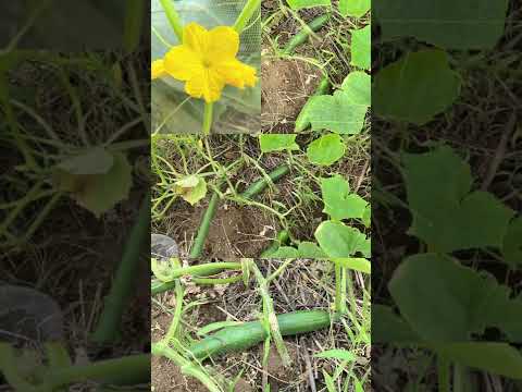 キュウリを育てるかどうか？キュウリをもっと増やすにはどうすればいいですか？  庭園