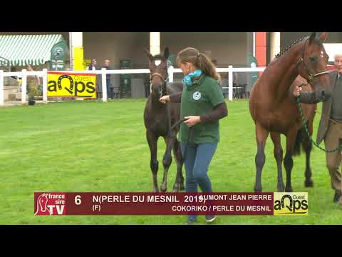 Show Aqps Ouest 2019 : Lot 6 - N(PERLE DU MESNIL  2019)