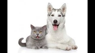 Vida de gatos engraados e fofos  Gatos e proprietrios so os melhores amigos Vdeos