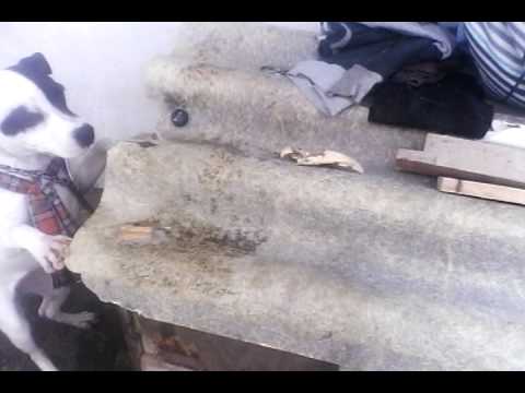 Perra da todo por atrapar su hueso