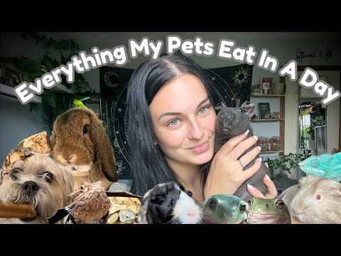 Feeding All Of My Pets!! (We eat a lot over here)