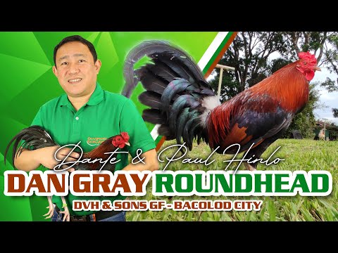 FARM VISIT: DVH DAN GRAY ROUNDHEAD