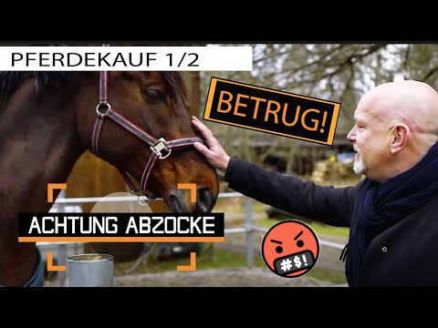 DREIST: Tierschutz-Abzocke beim PFERDEKAUF! Anne will ihr Geld zurück | Achtung Abzocke | Kabel Eins