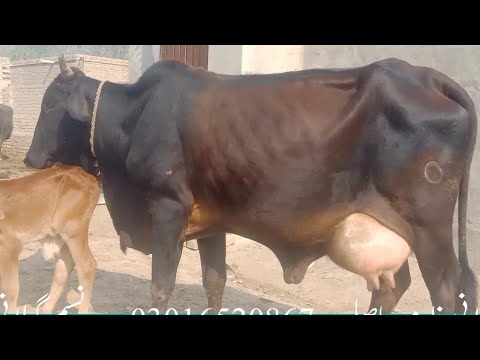 3,,peur cholisatni cow far sale,, 31,1,2022