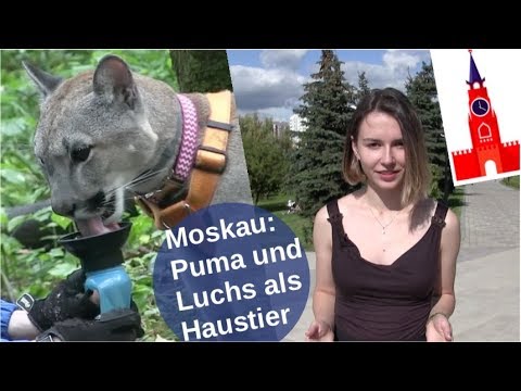 Moskau: Puma und Luchs als Haustier [Video]
