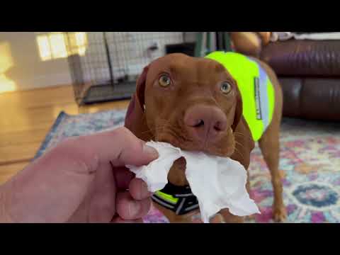 Aly The Vizsla - Paper Towel Thief